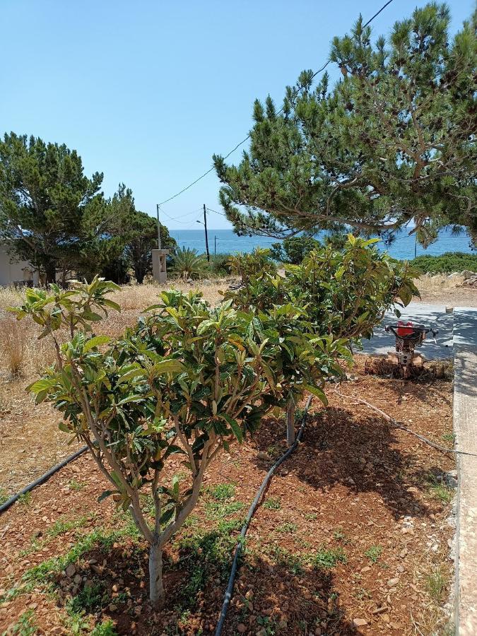 Villa Sea View Pine House à Makrýgialos Extérieur photo